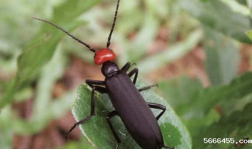 植物保护学基础实验